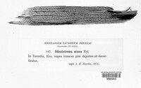 Odontotrema minus image